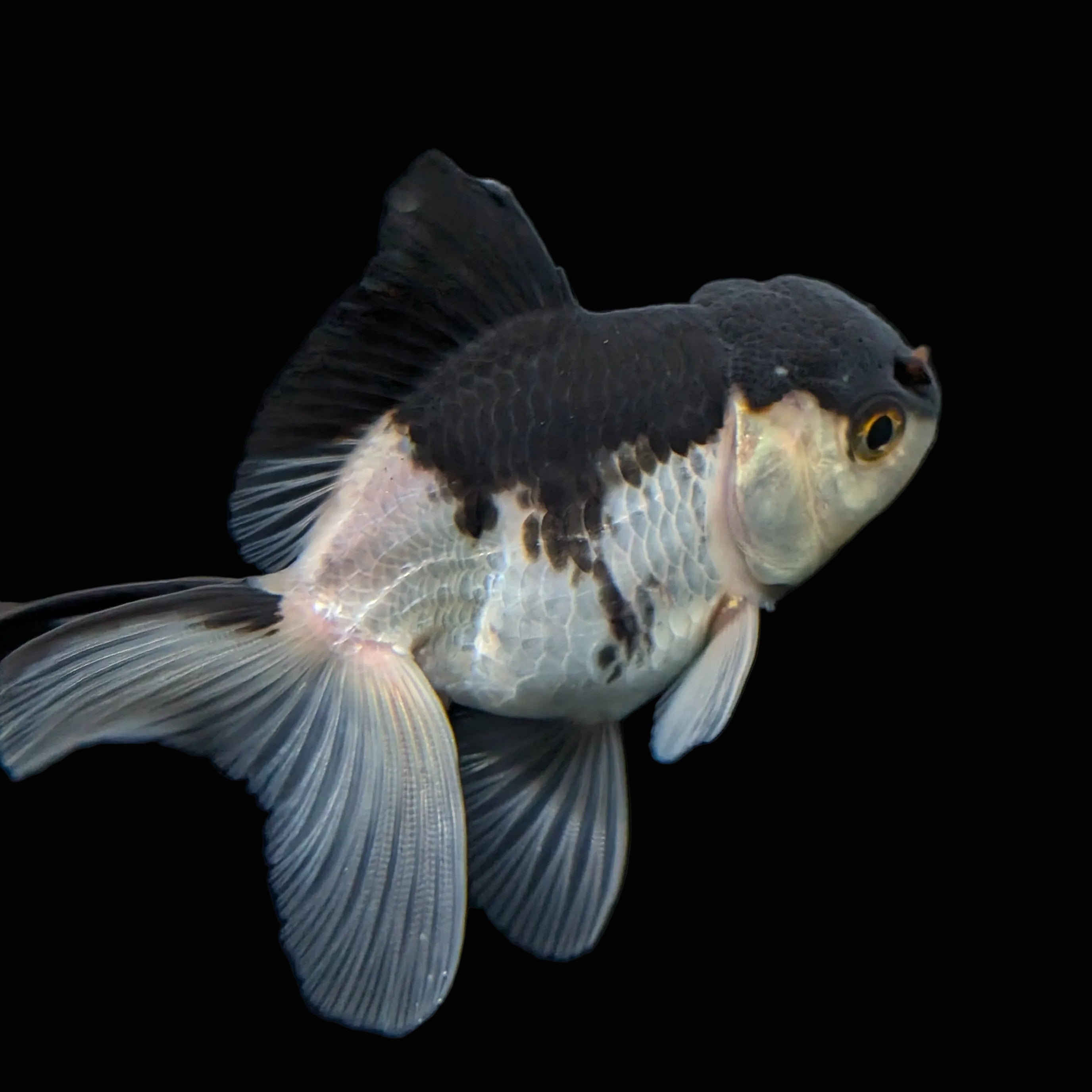 Thai Juvenile Oranda Panda 3"-3.5" in.  ID#717T1A-002