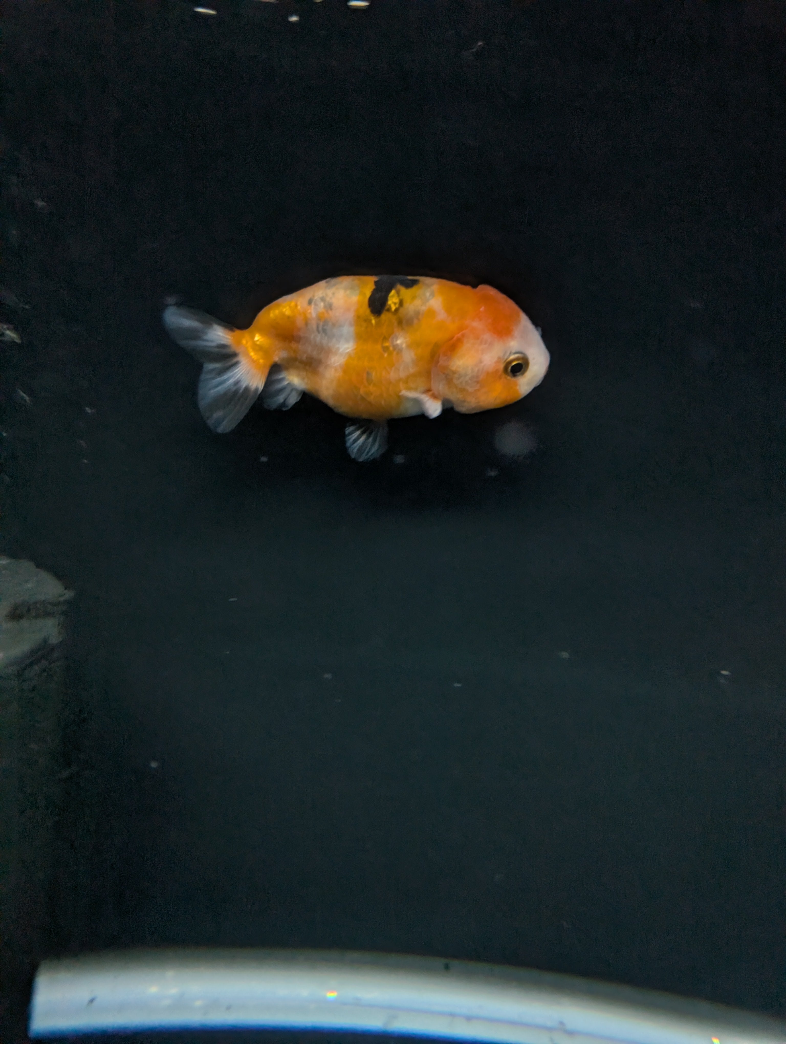 Ranchu Calico 3"-3.5" in. ID#501R13A-029