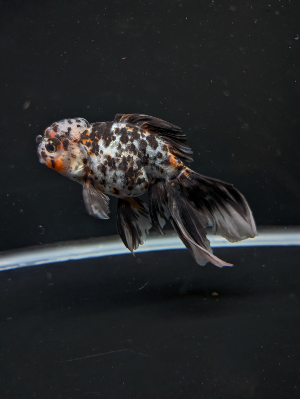 Calico Oranda 4.5"-5"in. ID#911LB2A-002