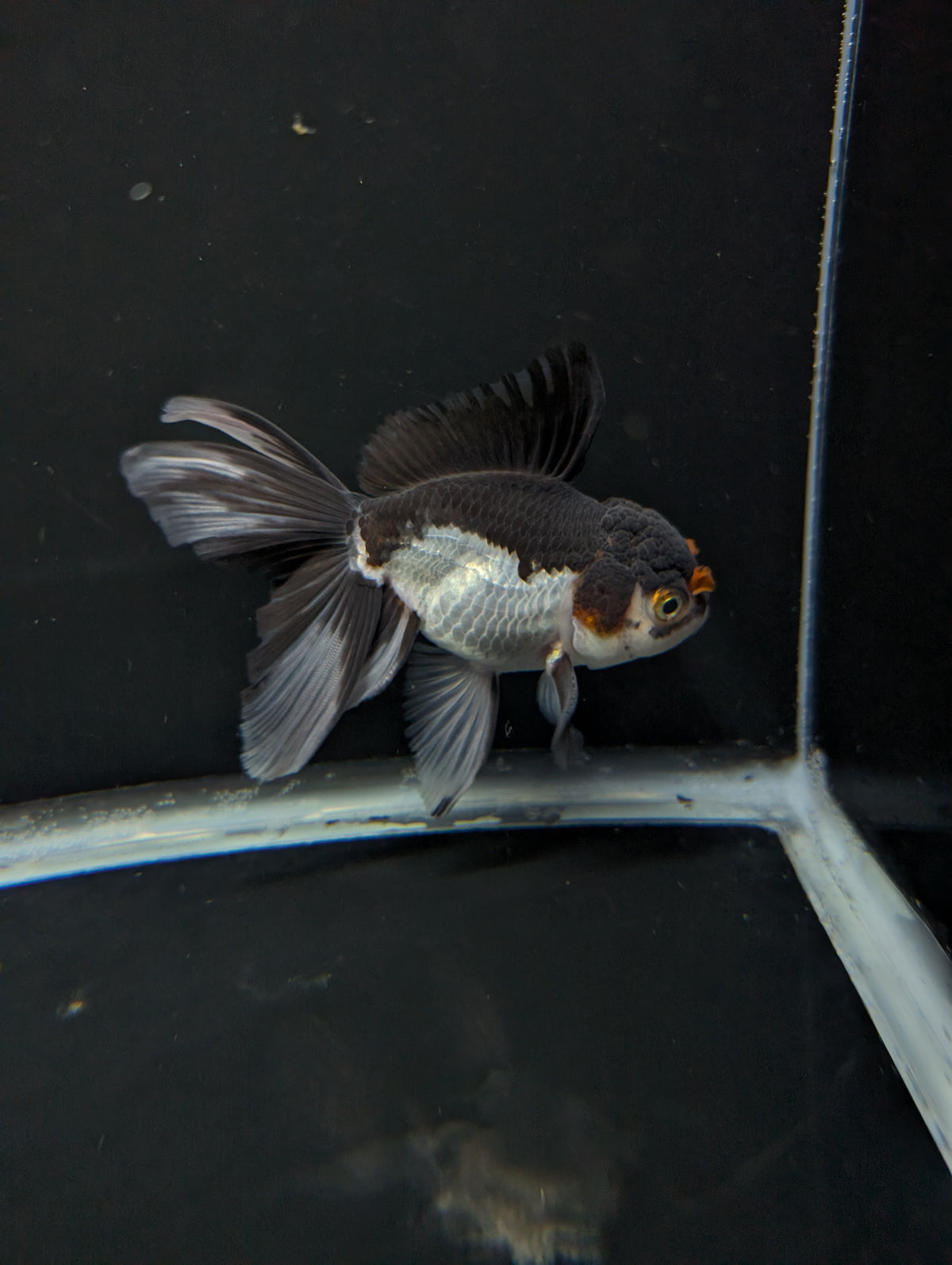 Thai Oranda Panda Tricolor 4"-4.5"in.  ID#1023T1A-026
