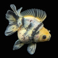 Jumbo Ryukin Short Tail White Tiger Calico 4"-4.5" in. ID#5015B-011