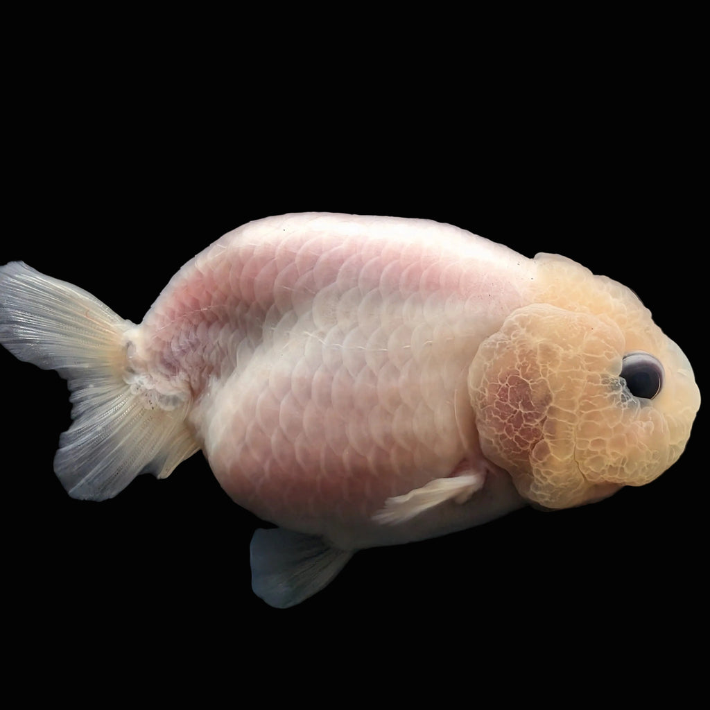 Jumbo Ranchu Pearl White 3.5"-4" in. ID#626R8A-002