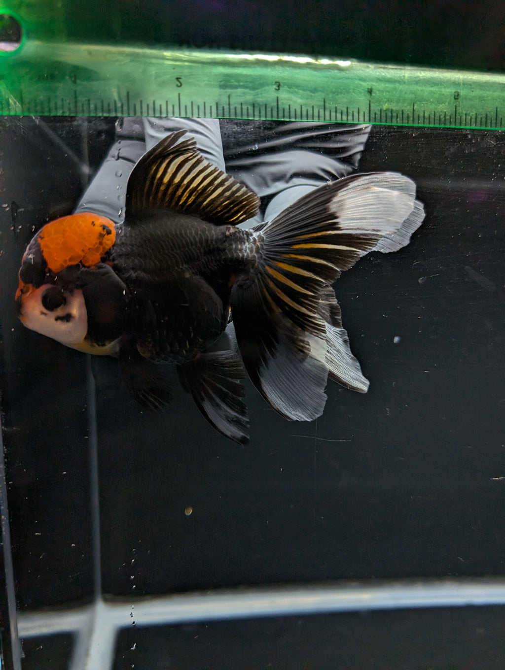 Thai Oranda Tricolor 4"-4.5"in.  ID#1023T1A-021