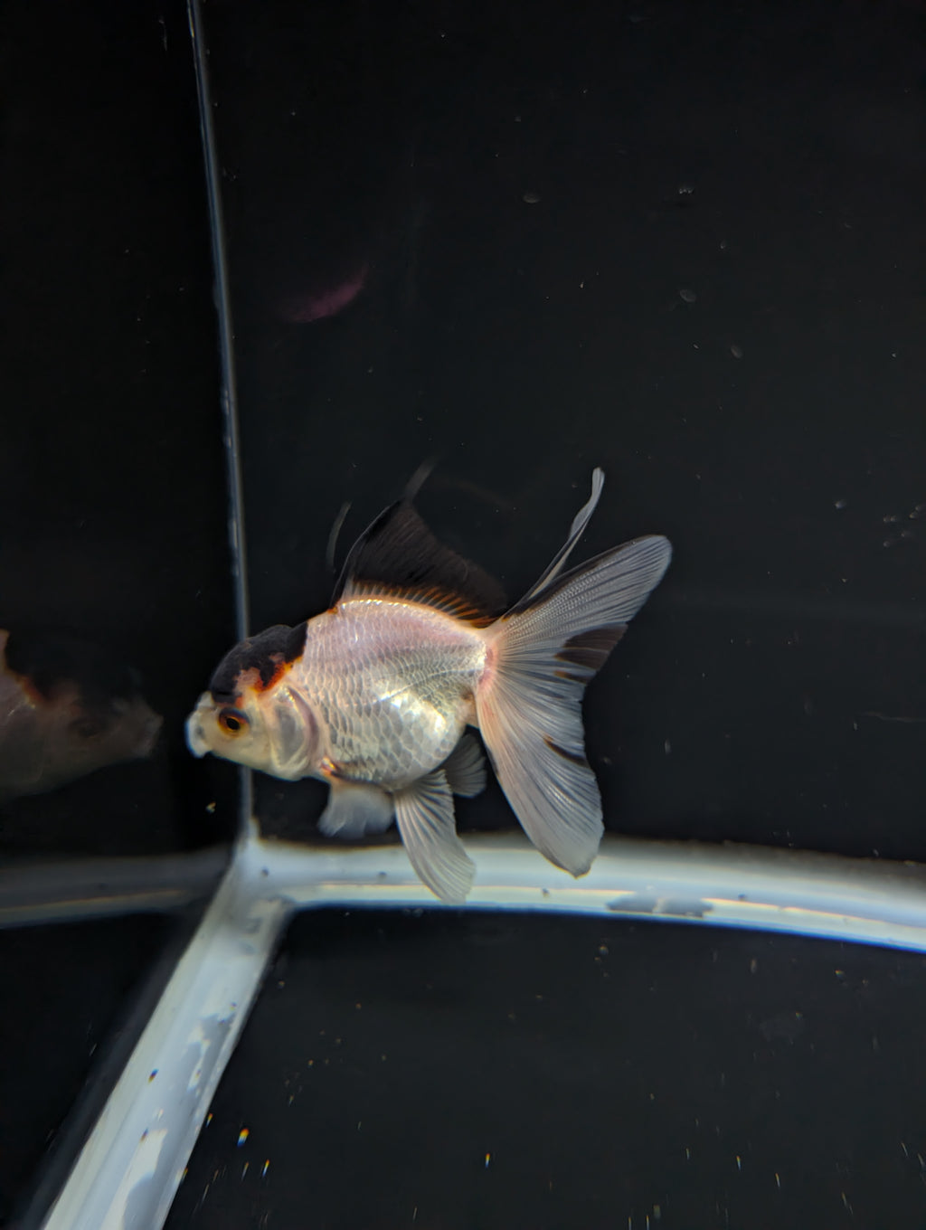 Thai Juvenile Oranda Tricolor 3"-3.5" in.  ID#717T1A-004