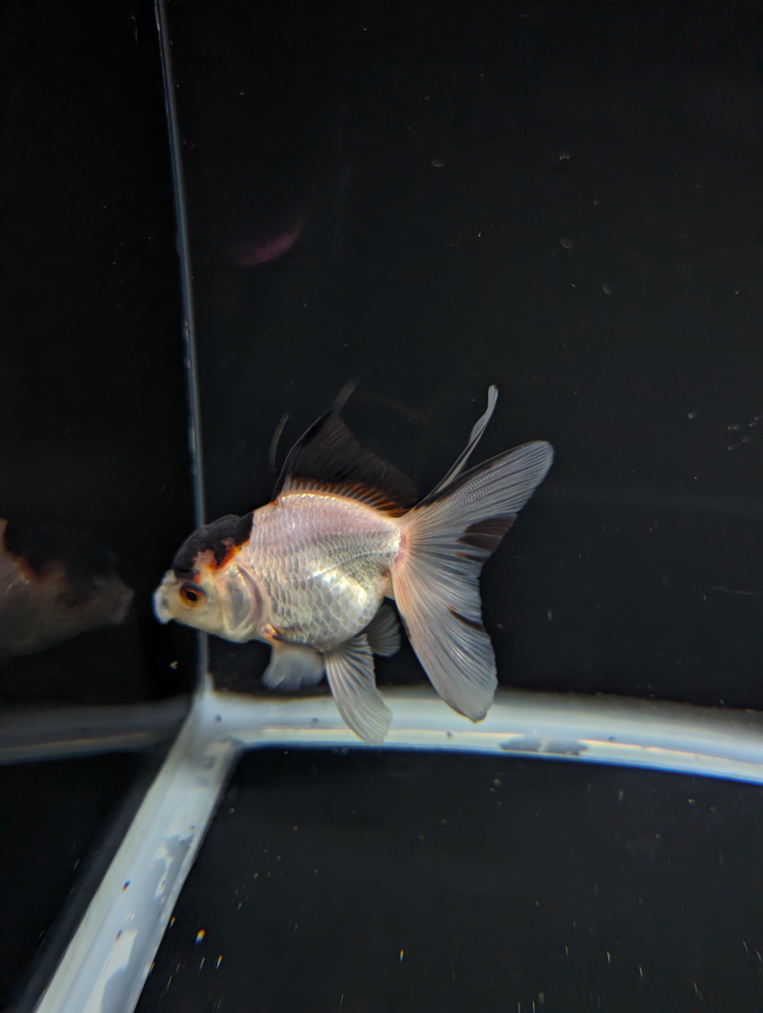Thai Juvenile Oranda Tricolor 3"-3.5" in.  ID#717T1A-004