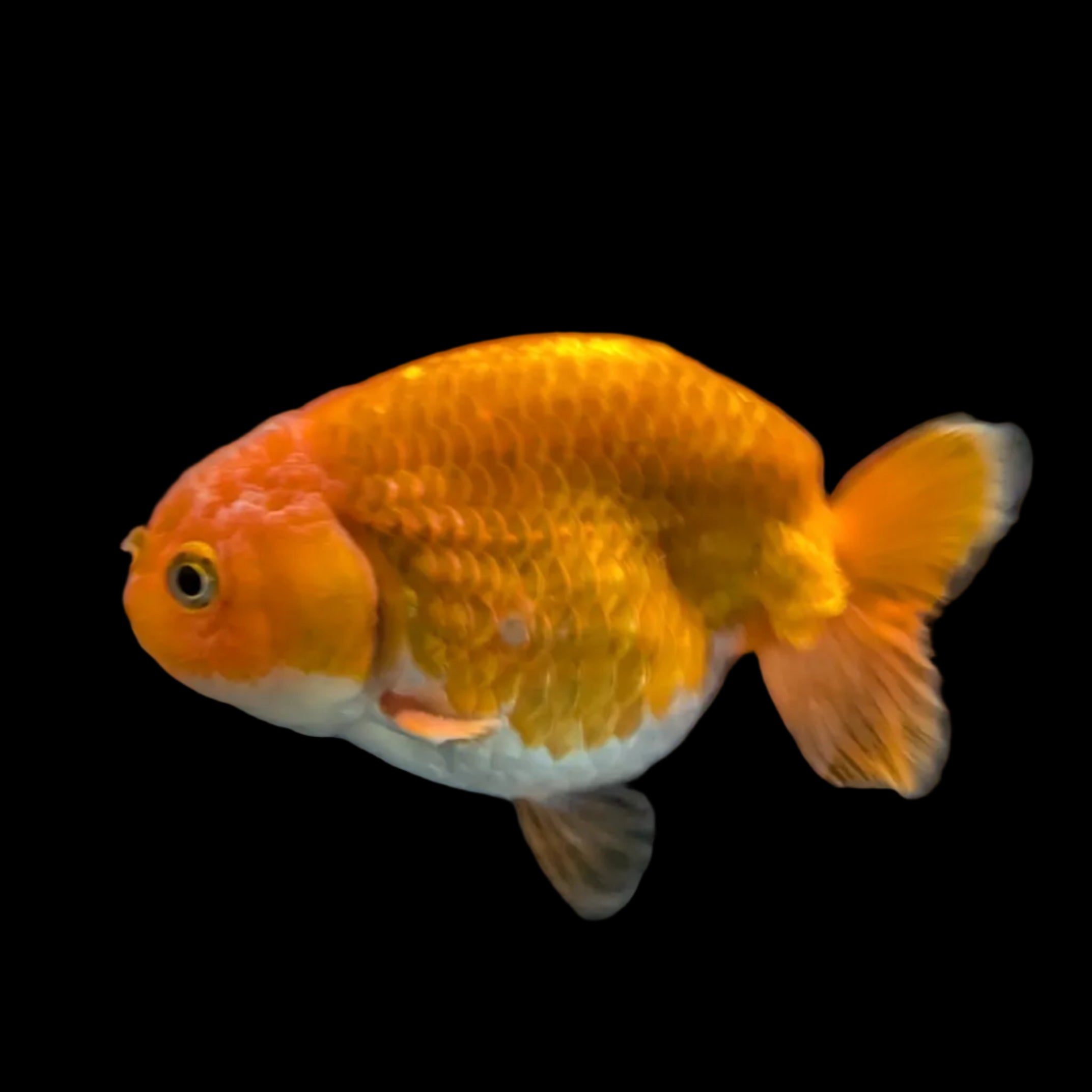 Red White  Ranchu 3.5"-4" in.  ID#306T3B-03