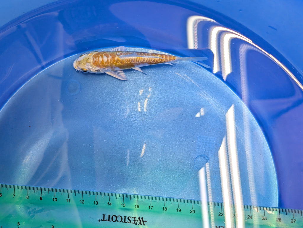 Doitsu Hariwake Koi  4"in. ID#806BFK-017