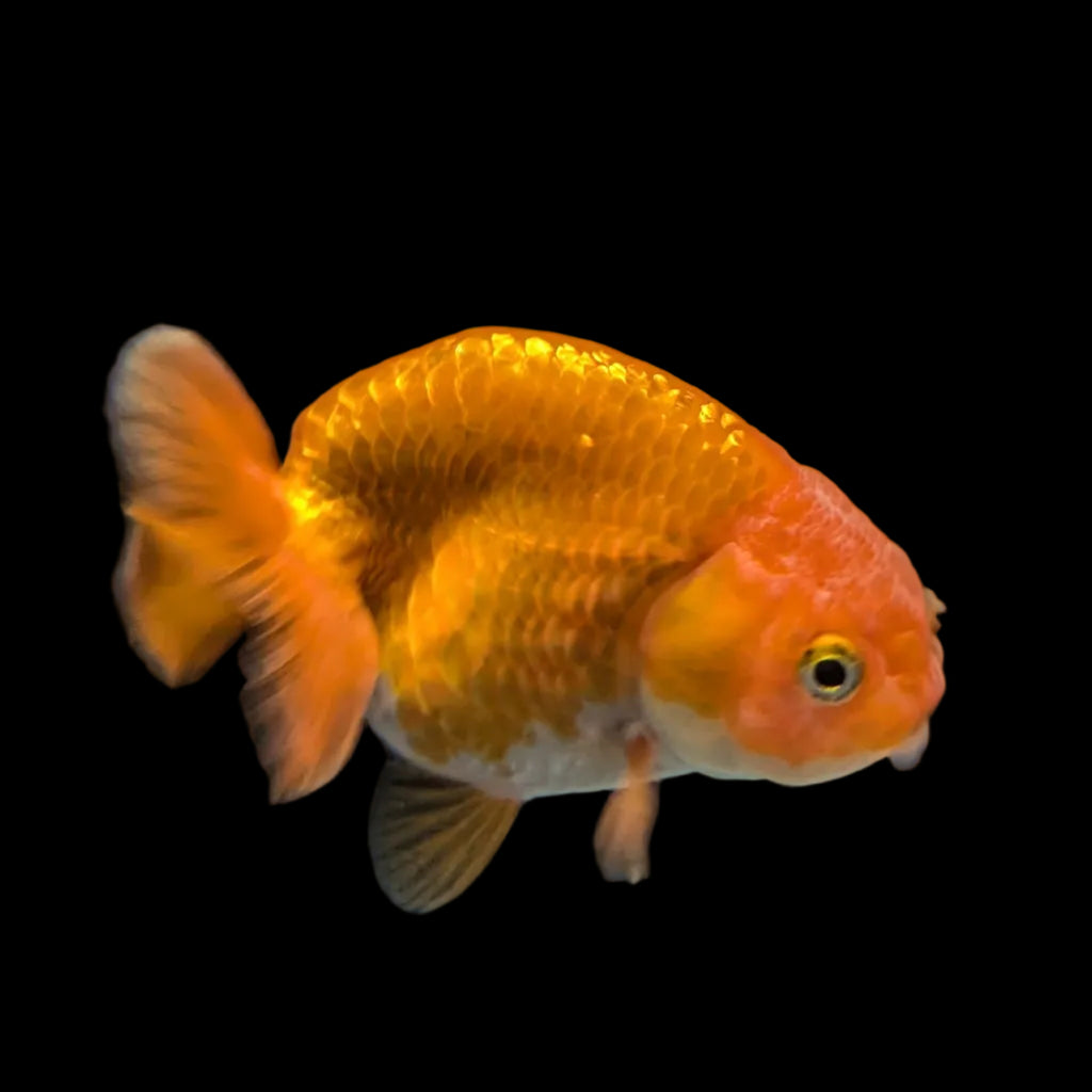 Red White  Ranchu 3.5"-4" in.  ID#306T3B-03