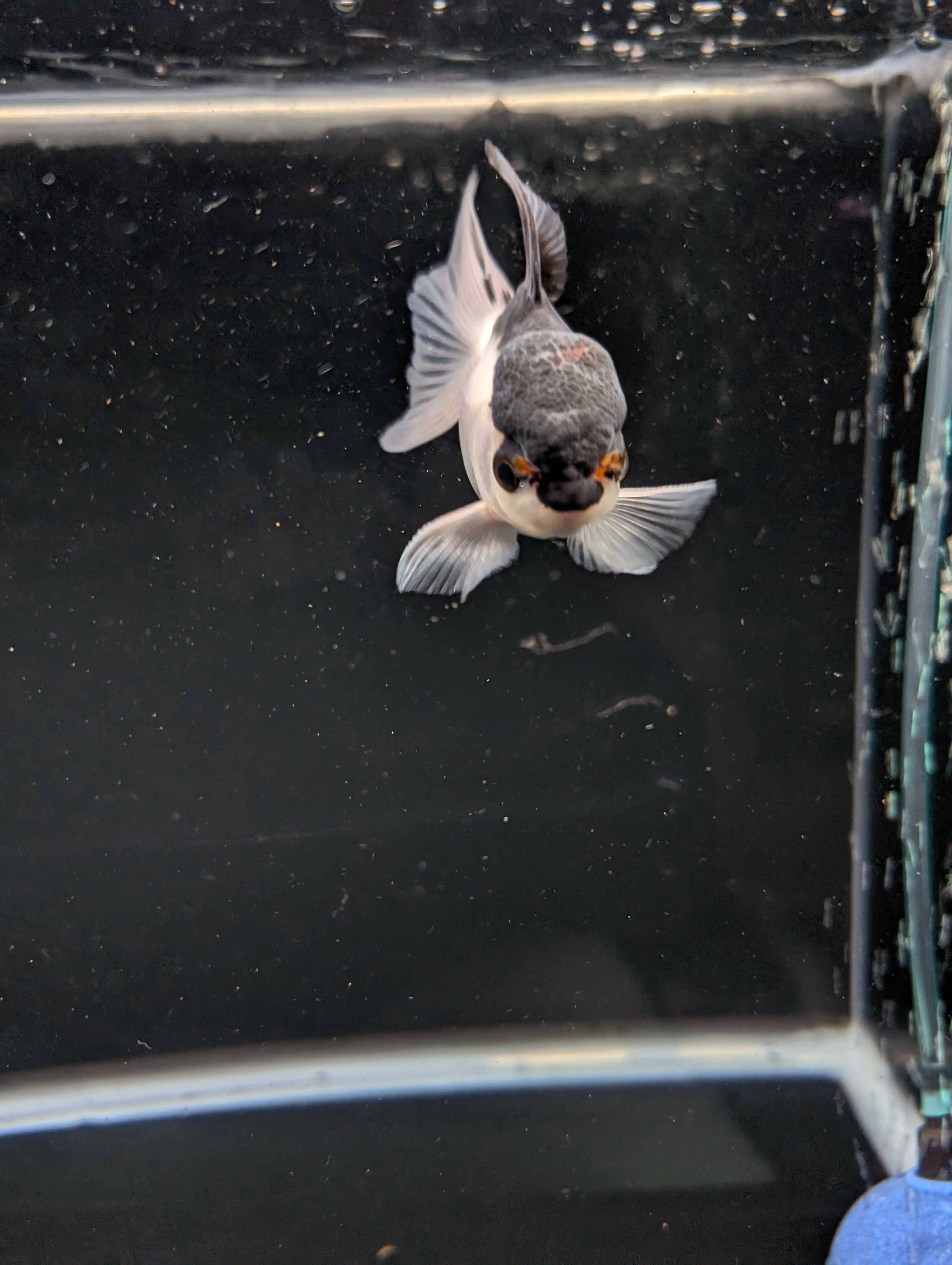 Juvenile Oranda Panda 3.5"-4" in.  ID#508T2A-030
