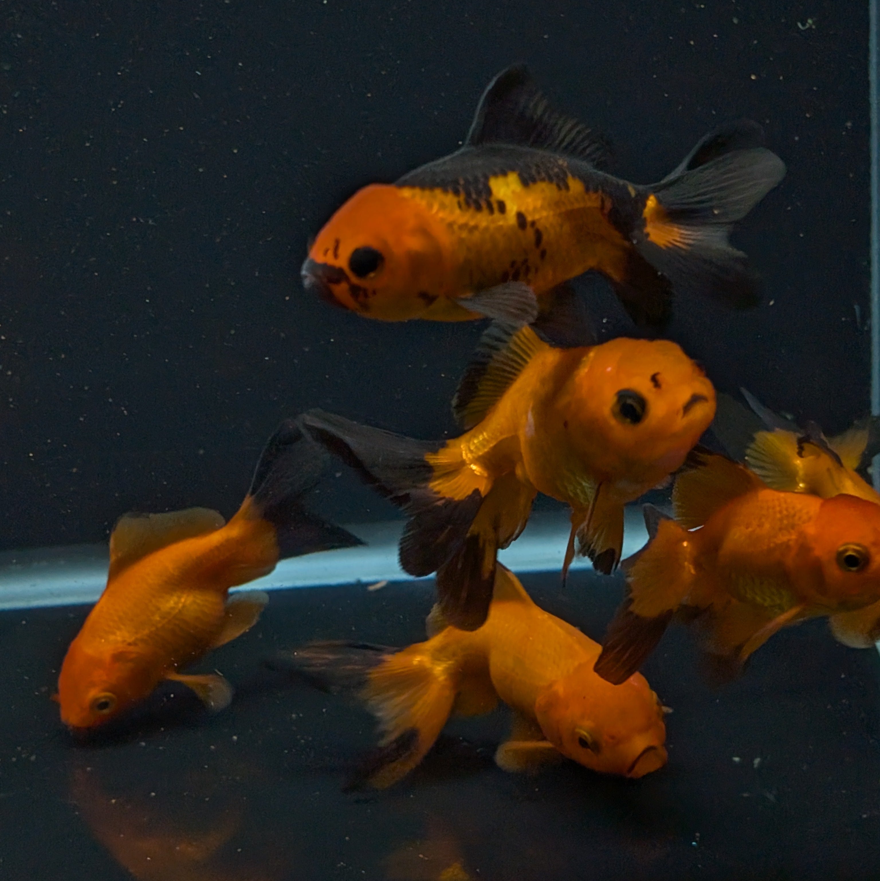 Oranda Red Black *Assorted 2.5"-3" in.