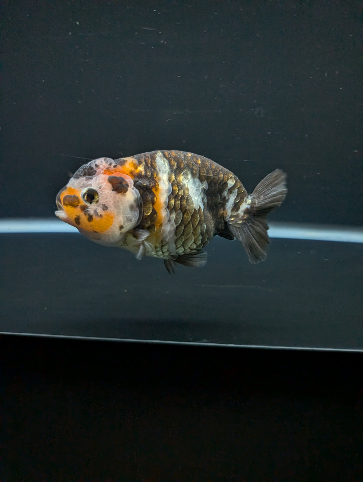 Jumbo Ranchu Heavy Ink Calico 4"-4.5" in. ID#918R8A-072