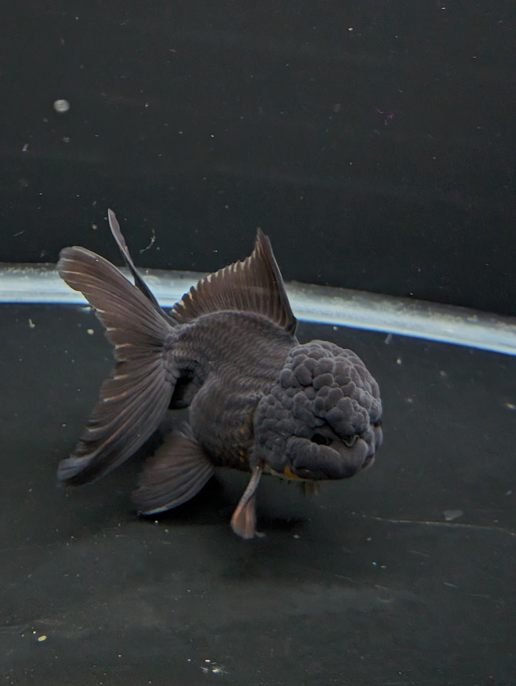 Thai Oranda Godzilla Black 3.5"-4"in.  ID#1023T1A-028