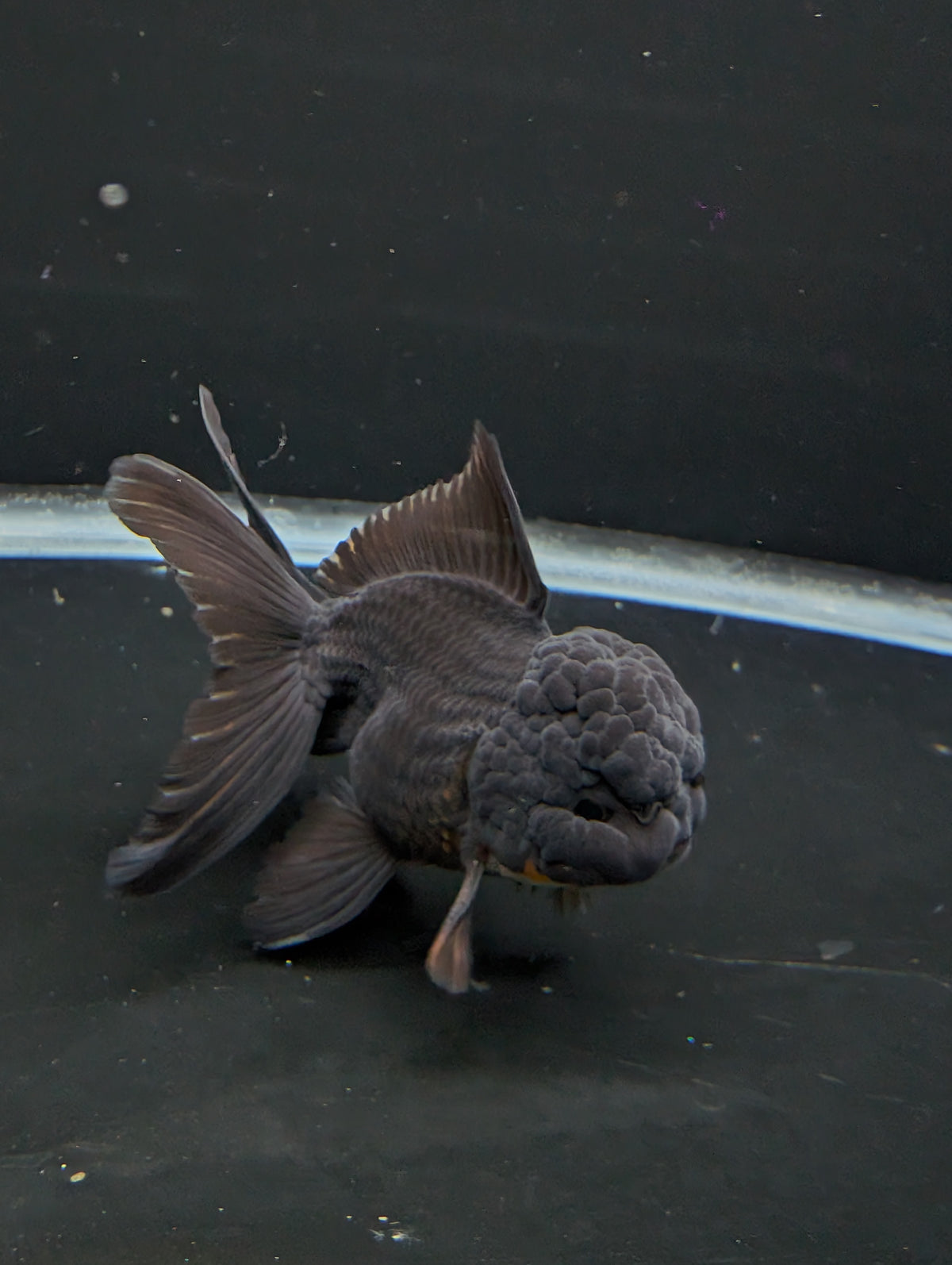 Thai Oranda Godzilla Black 3.5"-4"in.  ID#1023T1A-028