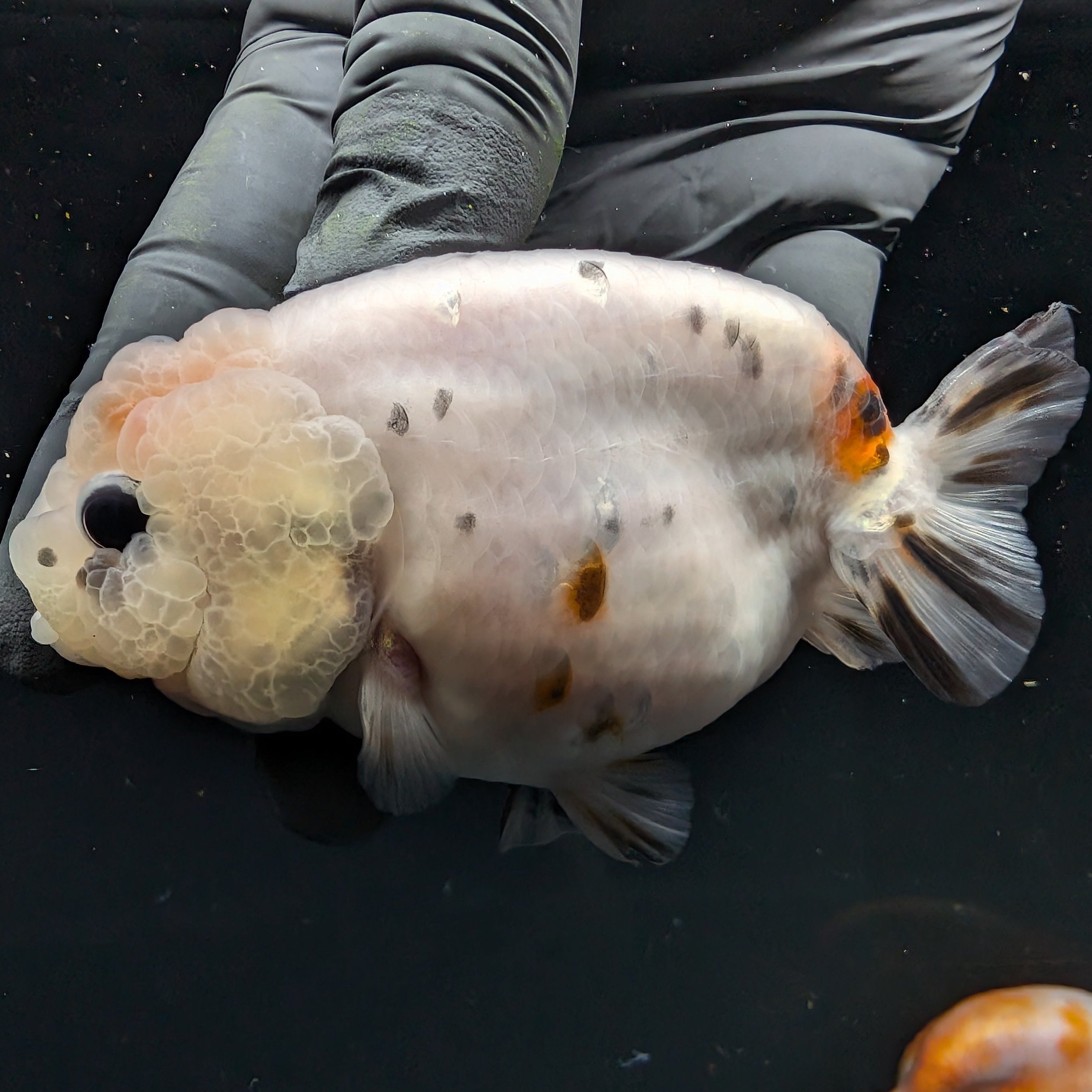 Jumbo Ranchu Calico 3.5"- 4" in. ID#710R8A-024