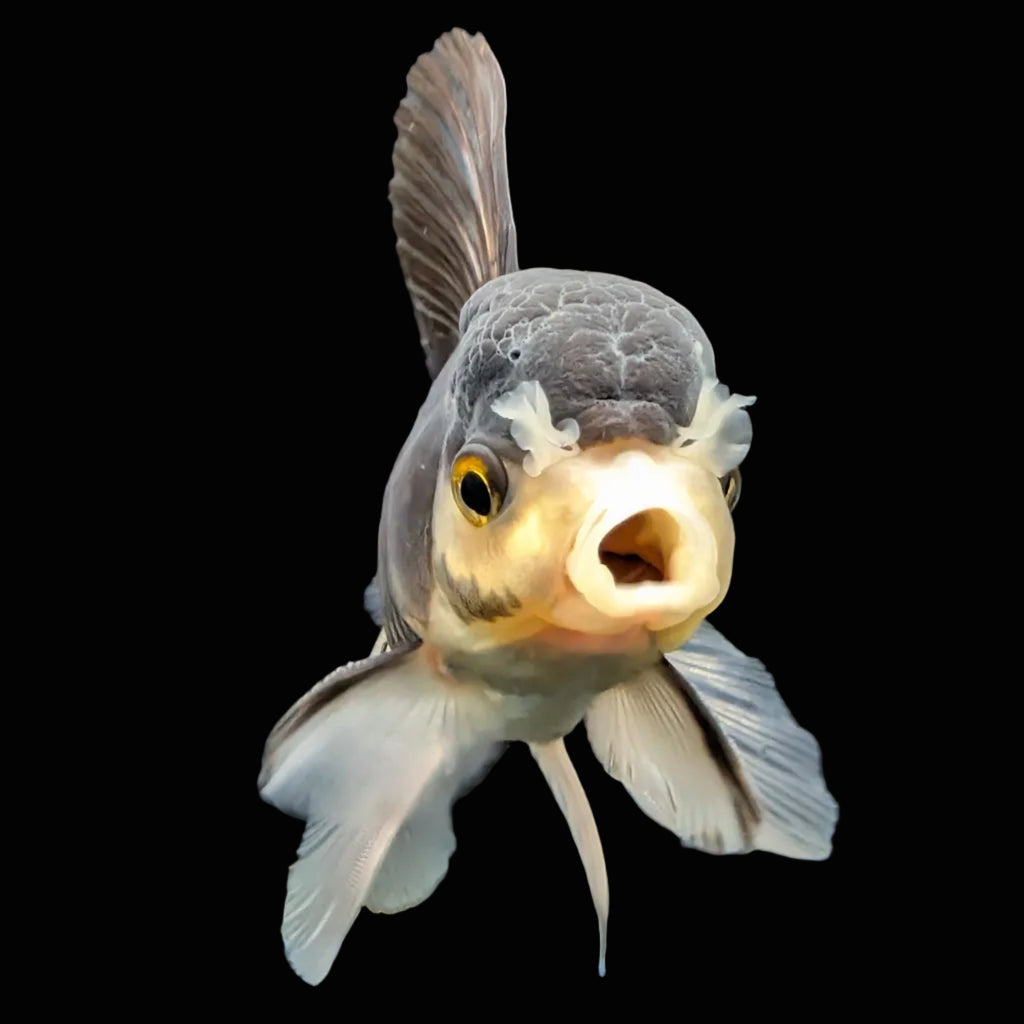 Thai Juvenile Oranda Panda 3.5"-4"in.  ID#724T1A-027