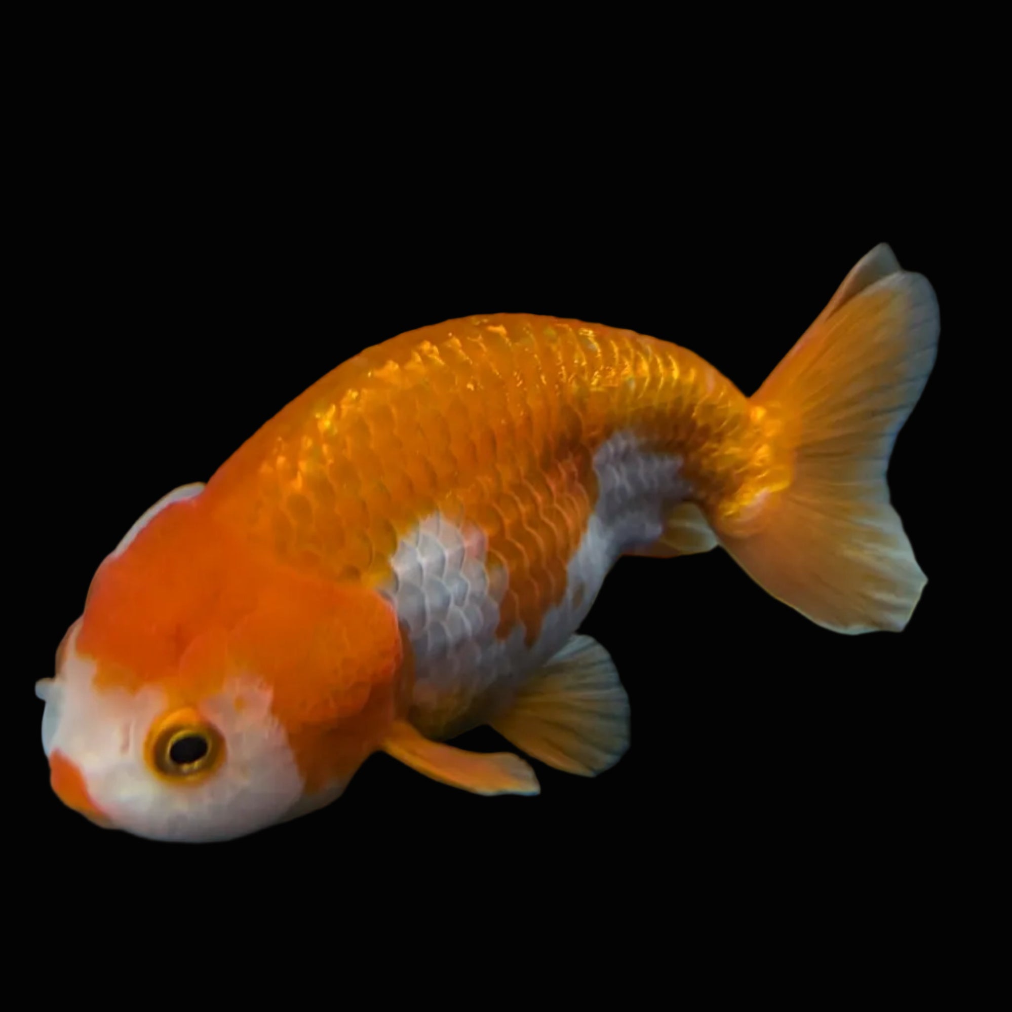 Ranchu Red White 3.5"-4"in. ID#821R4A-053