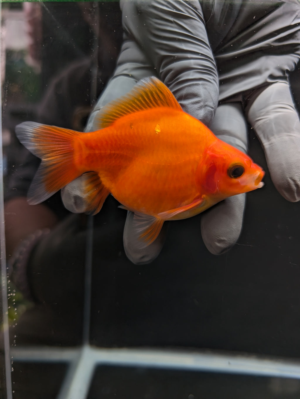 Tamasaba Sakura 3.5"in. ID#1023TM1B-033