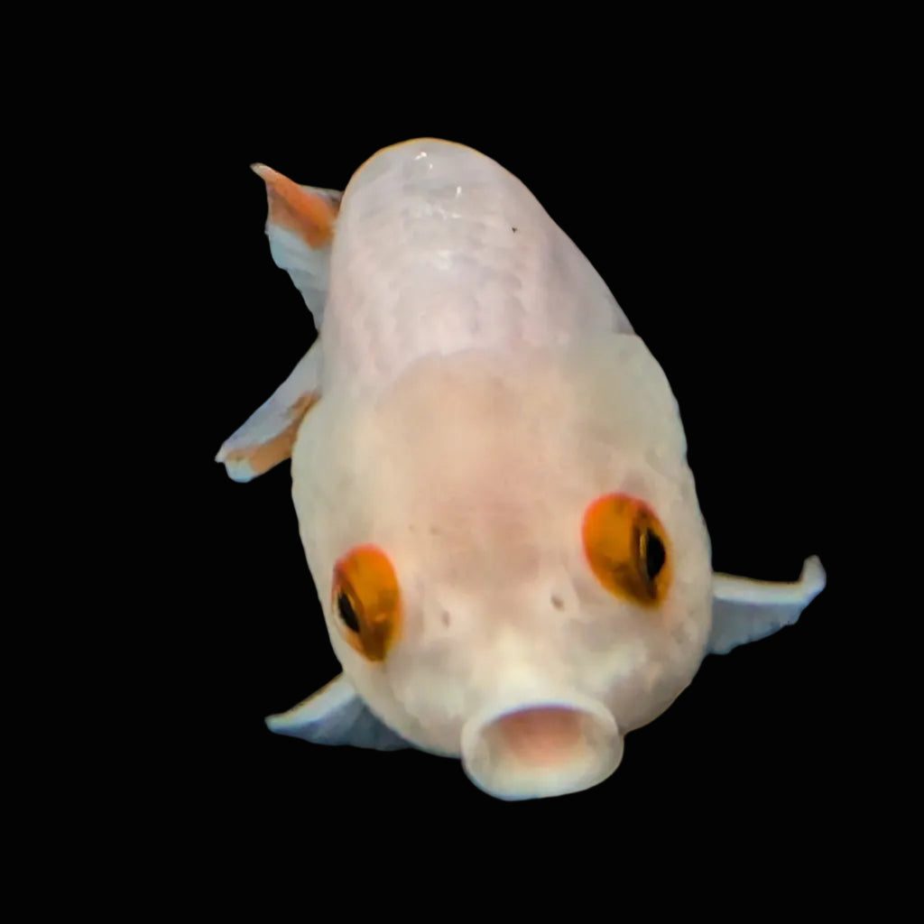 Ranchu Red White 3.5"-4"in. ID#821R4A-052