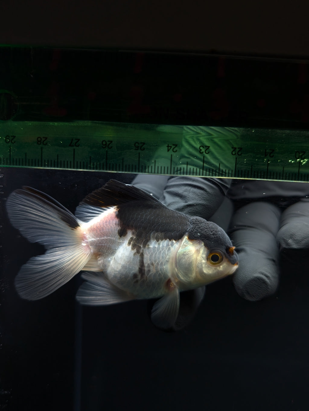 Thai Juvenile Oranda Panda 3"-3.5" in.  ID#717T1A-002