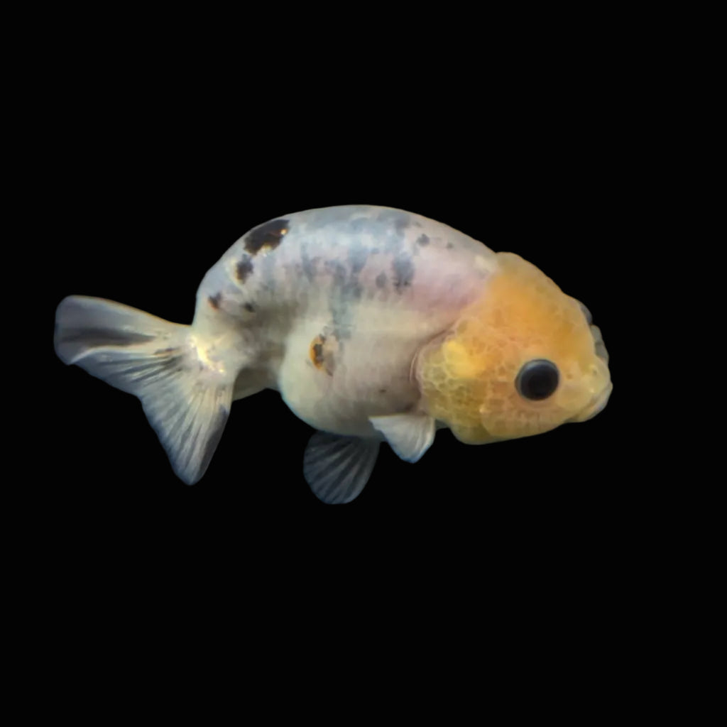 Ranchu Calico 3"-3.5" in. ID#501R13A-031