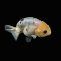 Ranchu Calico 3"-3.5" in. ID#501R13A-031