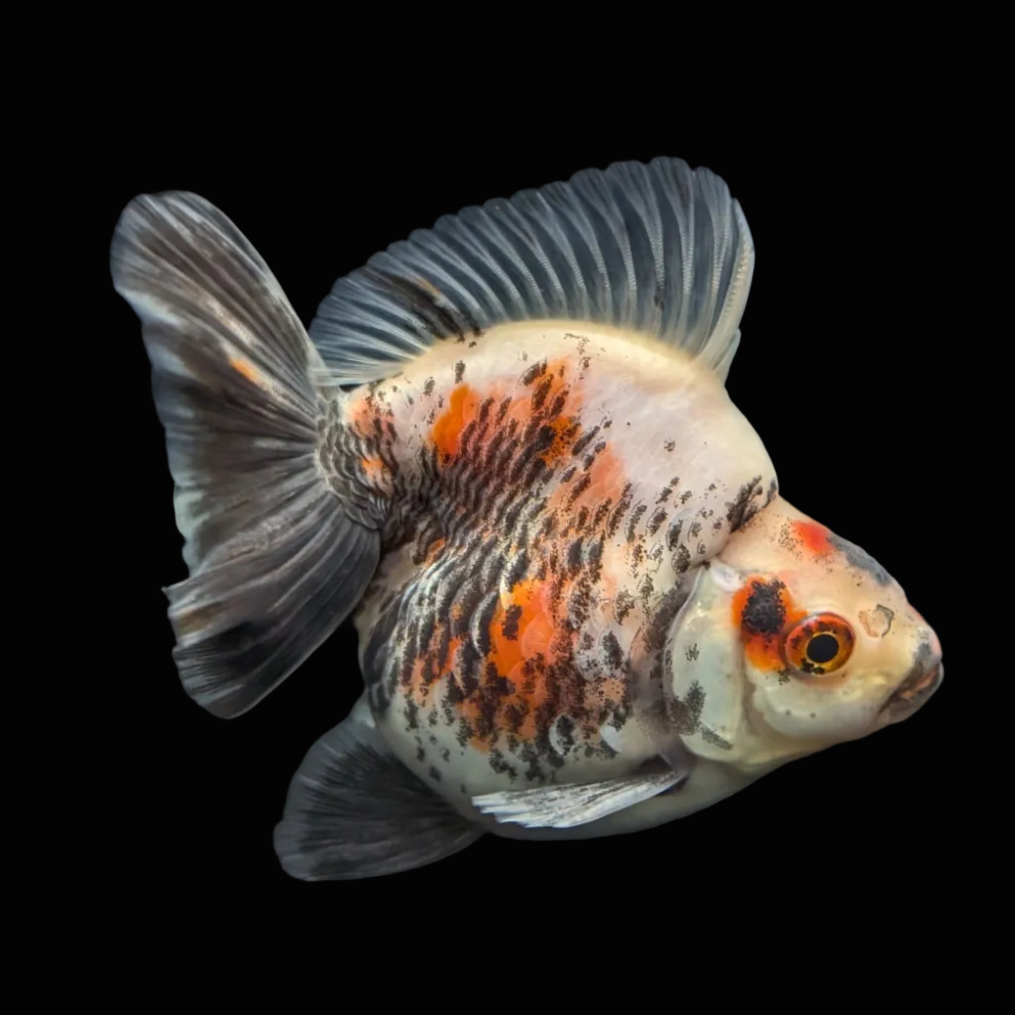 Jumbo Ryukin Short Tail Kirin Calico 4"-4.5" in. ID#3204B-003