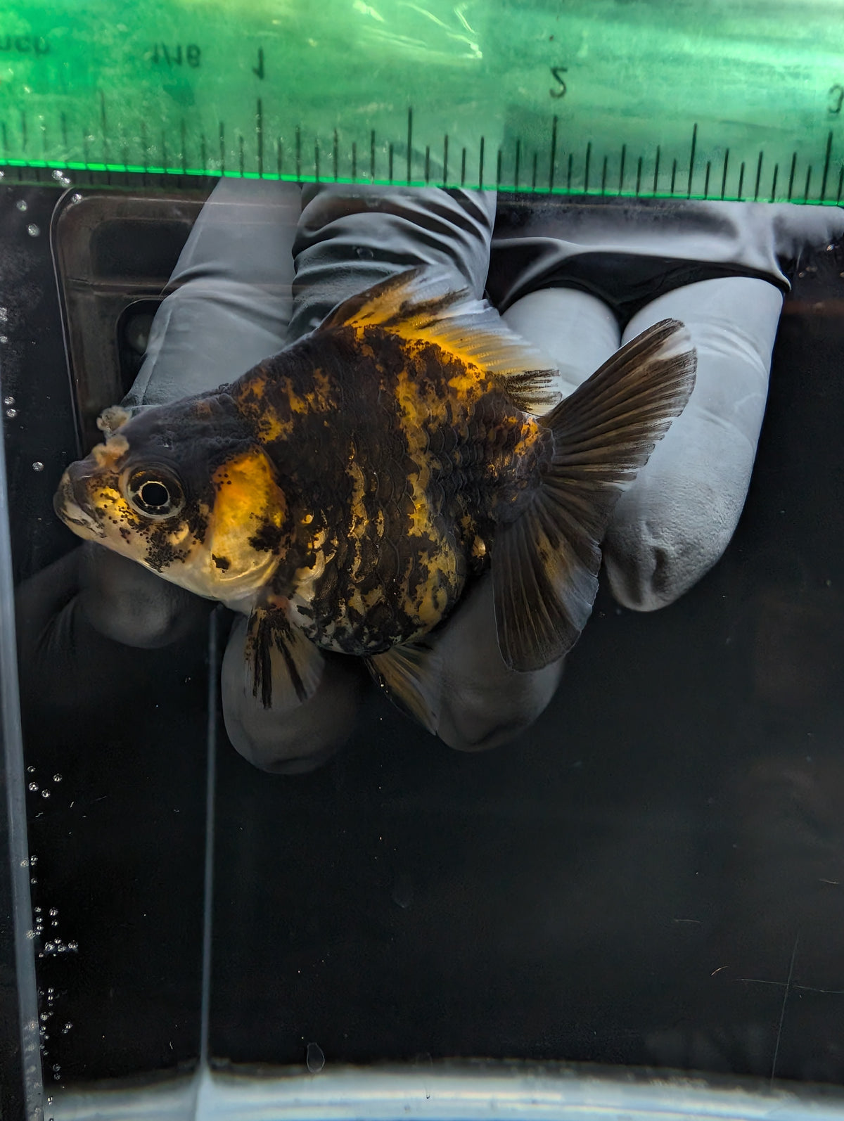 Baby Thai Shogun Oranda Tiger Calico 2"-2.5" in. ID#1023BSG11A-024