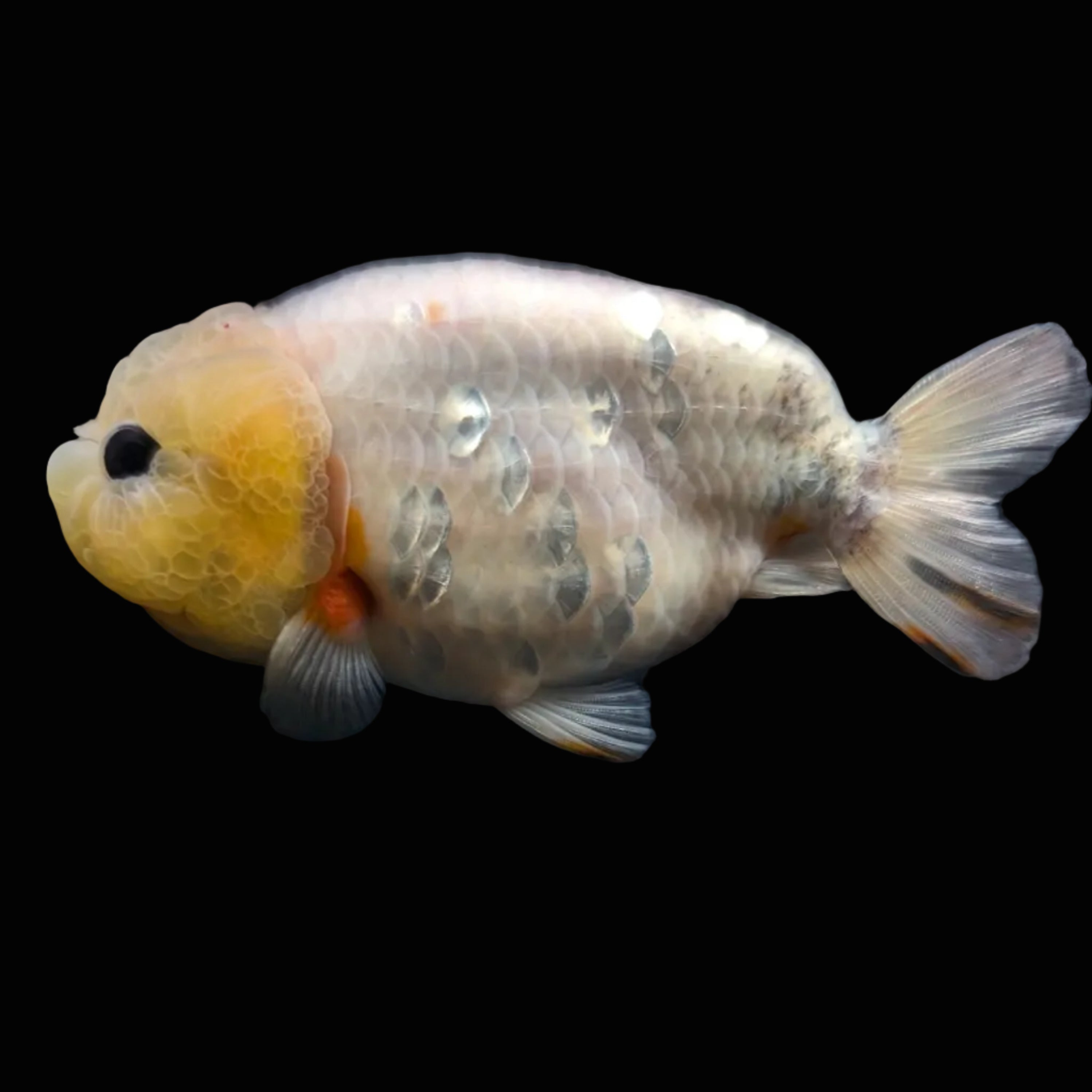 Jumbo Ranchu Lemon Head 3.5"- 4" in. ID#703R8A-005