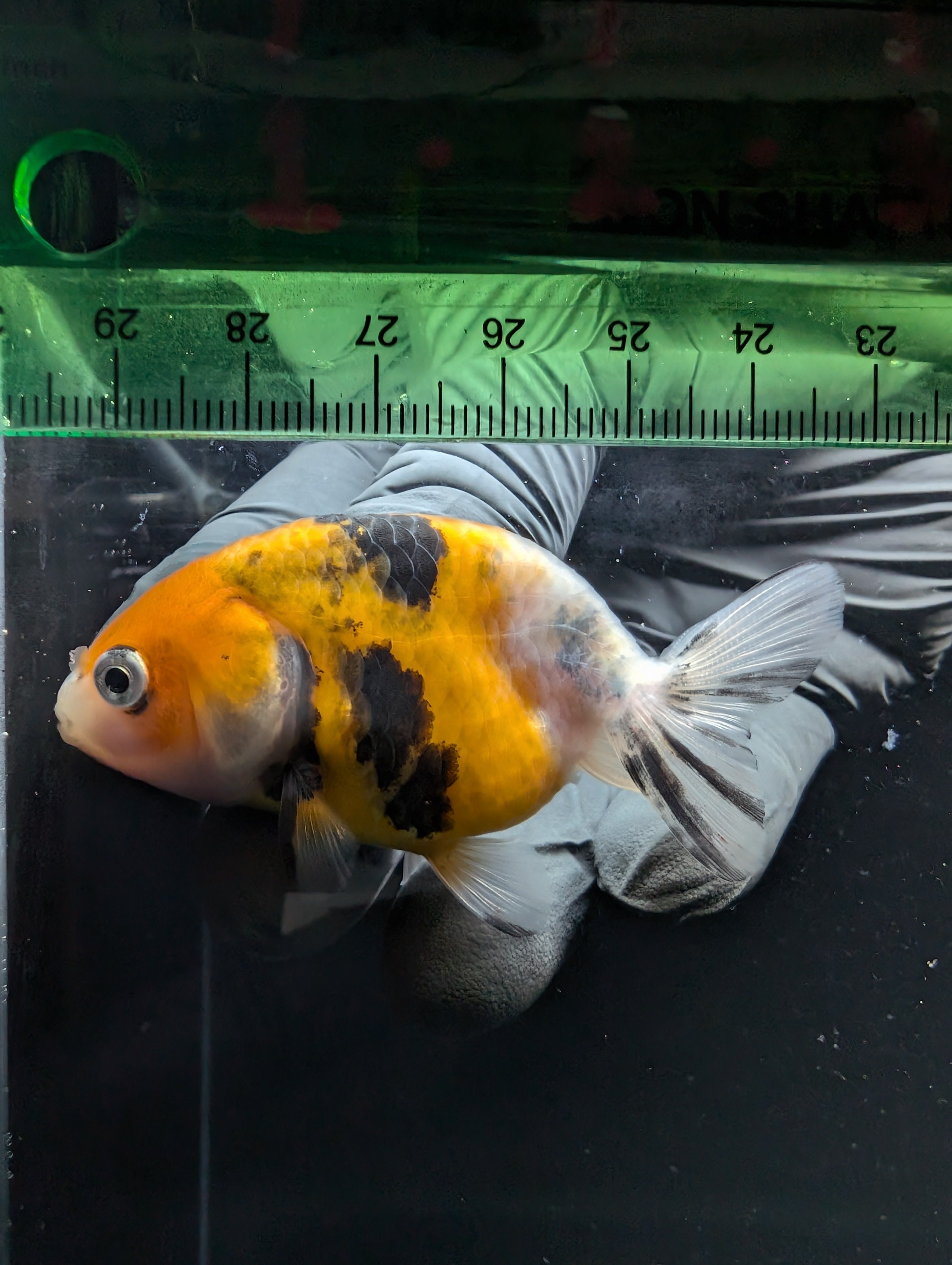 Ranchu Calico 2.5"-3" in. ID#717R4A-010