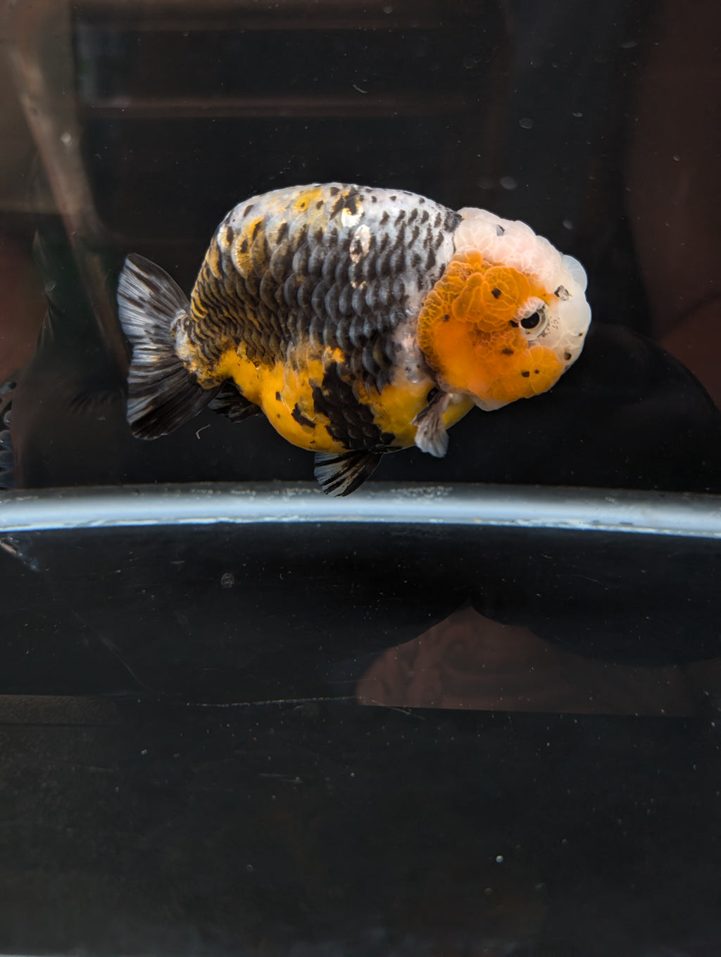 Jumbo Ranchu Kirin Calico 4.5"-5" in. ID#814R8A-023