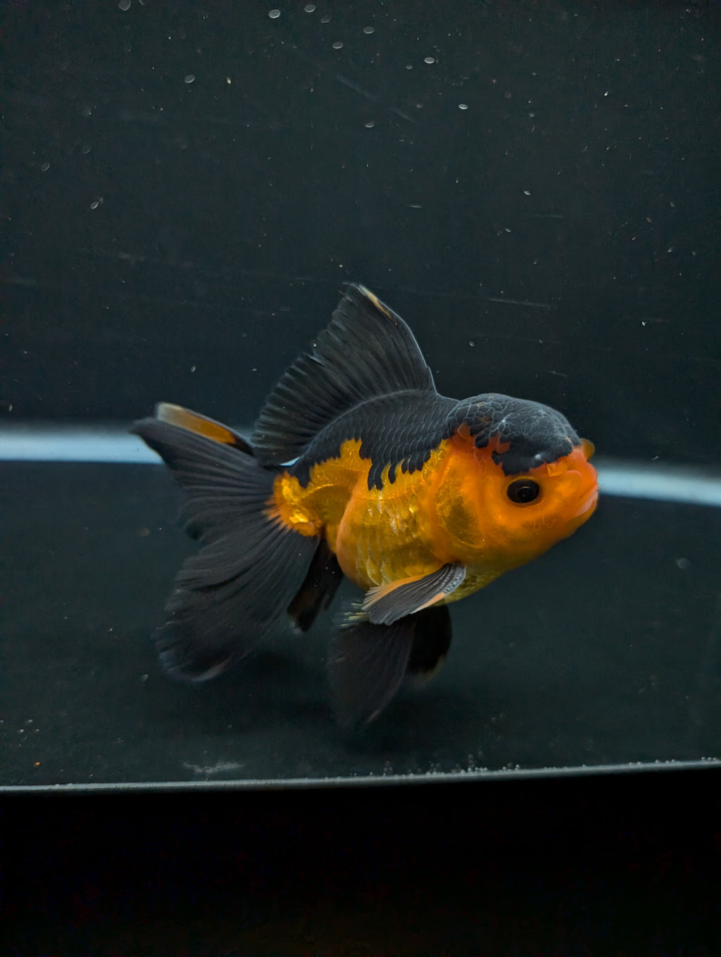 Thai Oranda Red Black 4"-4.5"in.  ID#1016T1A-004