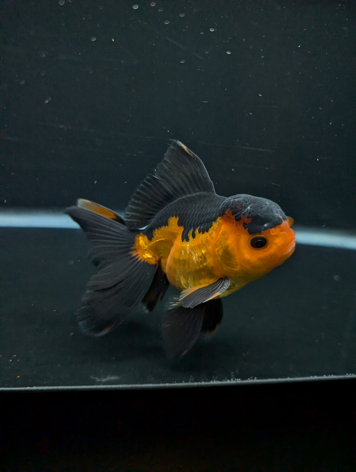 Thai Oranda Red Black 4"-4.5"in.  ID#1016T1A-004