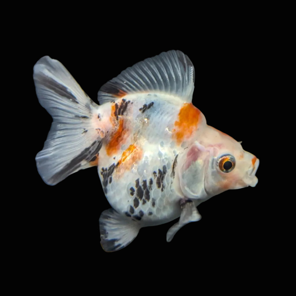 Jumbo Ryukin Short Tail Kirin Calico 4"-4.5" in. ID#4245B-001