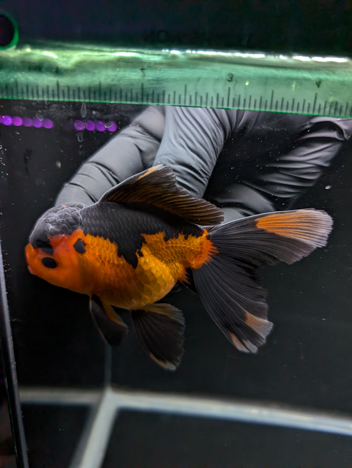 Thai Oranda Red Black 4"-4.5"in.  ID#1016T1A-004