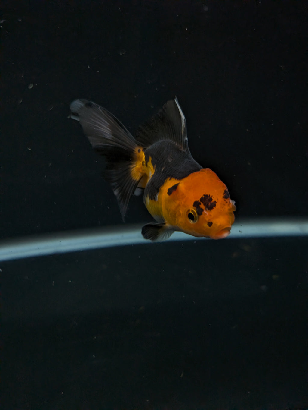 Thai Juvenile Oranda Tricolor 3"-3.5" in.  ID#626T1A-006