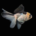 Juvenile Thai Oranda Panda 3"in.  ID#814T1A-007 Please See Notes.