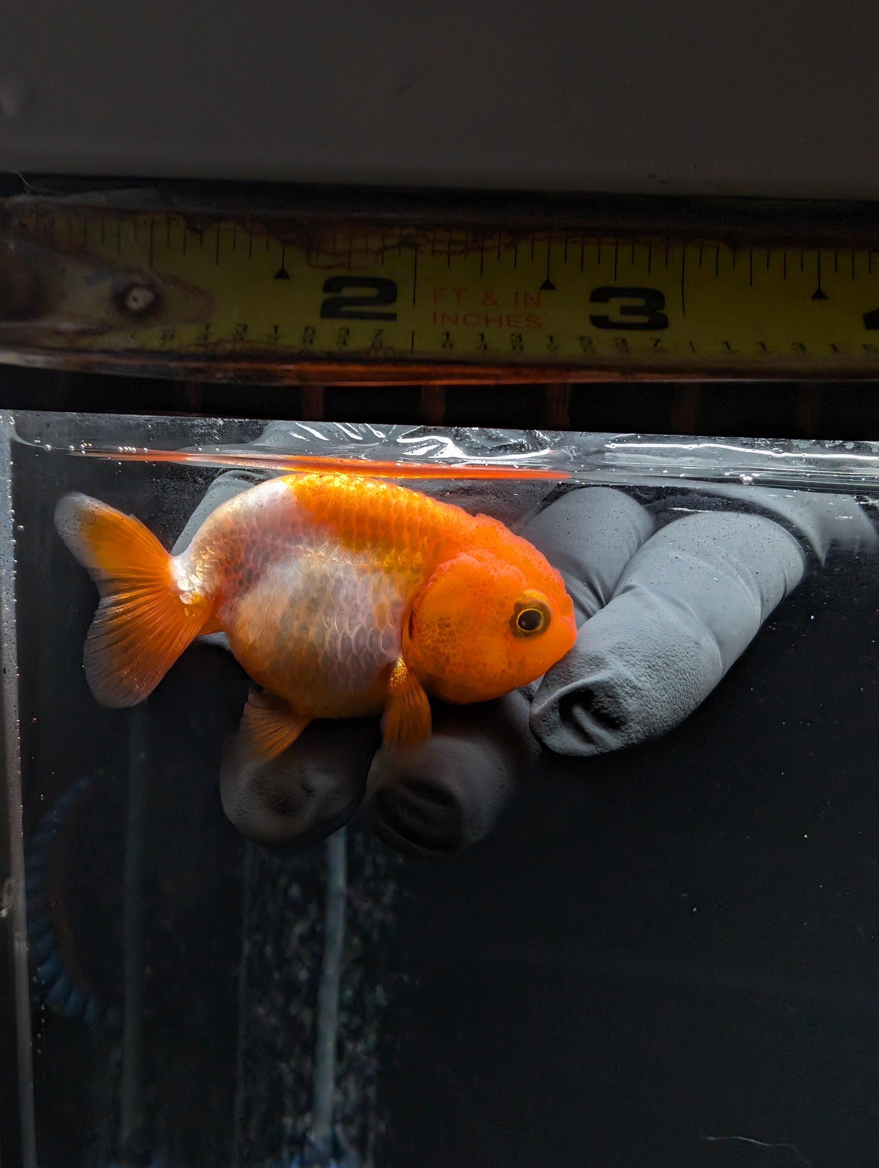 Baby Ranchu Red White 2.5"-3" in. ID#612R4A-082