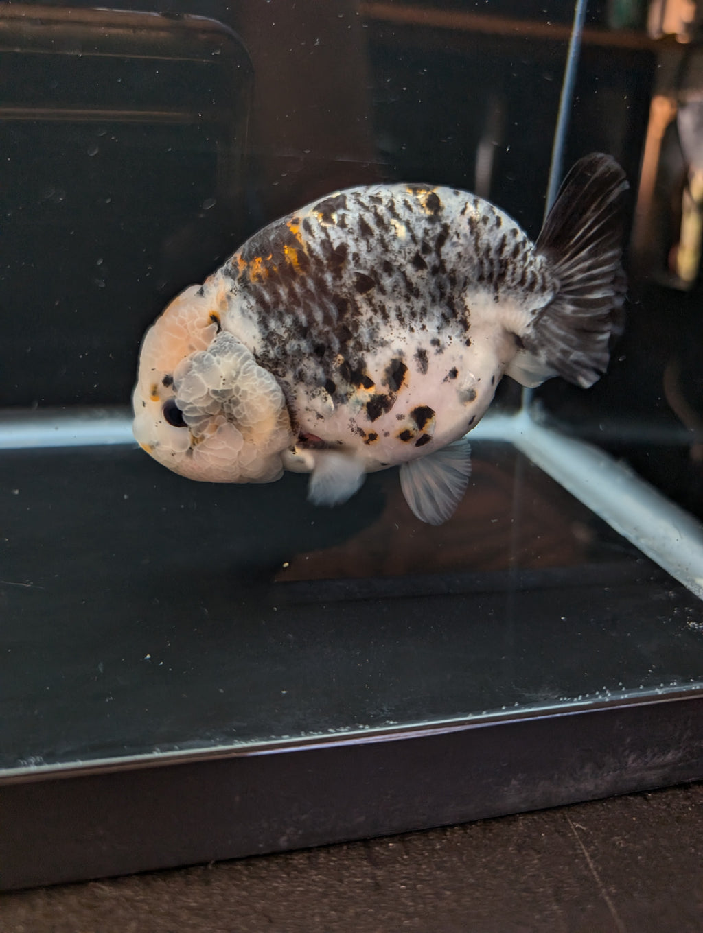Jumbo Ranchu Kirin Calico 4.5"-5" in. ID#814R8A-024