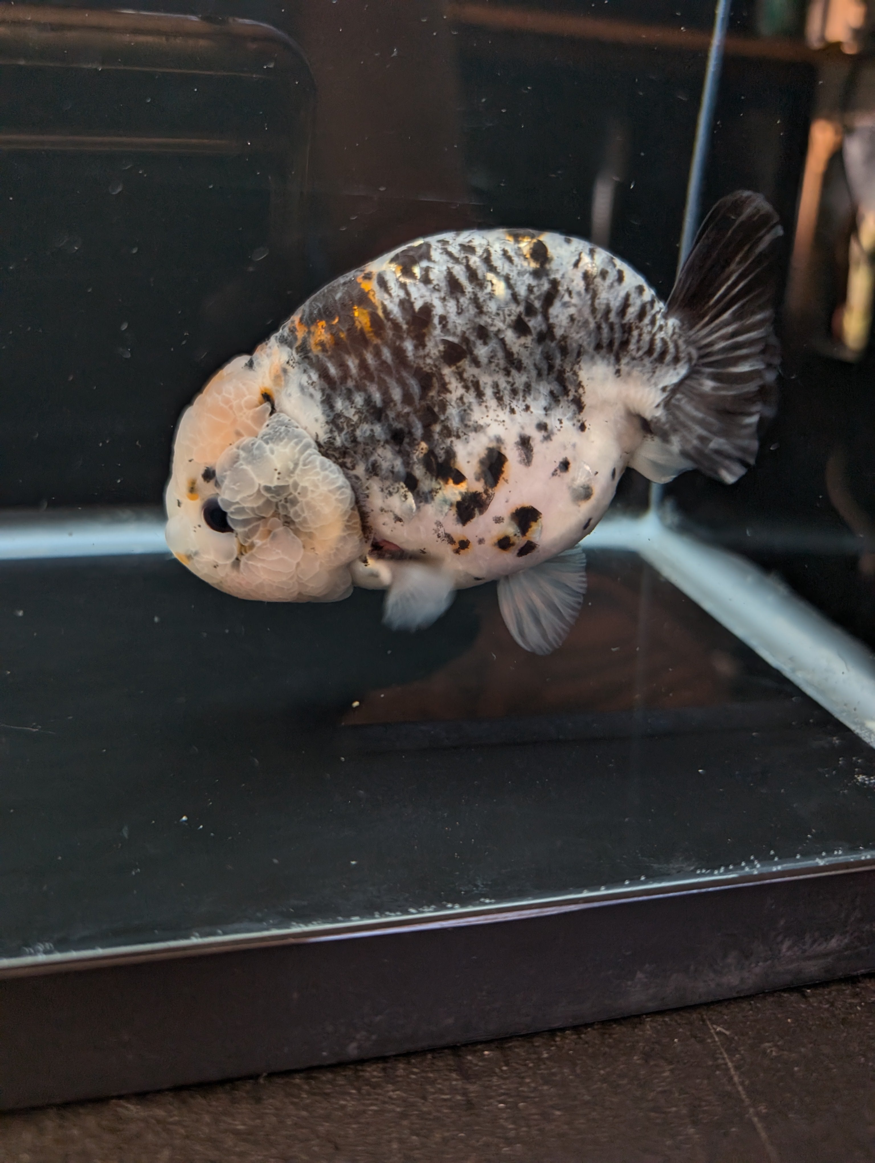 Jumbo Ranchu Kirin Calico 4.5"-5" in. ID#814R8A-024
