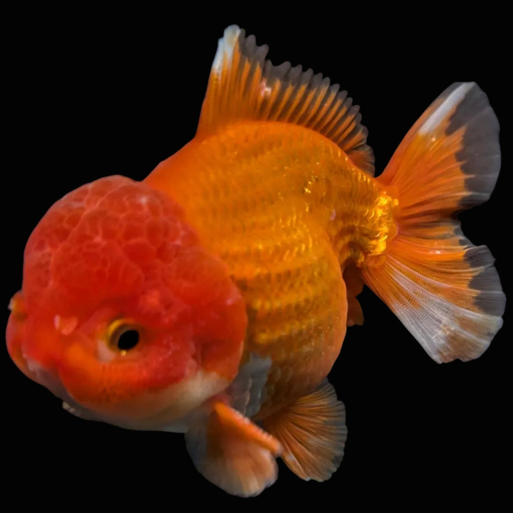 Jumbo Oranda Yuan Bao Red 4.5"-5"in. ID#904YB13A-004