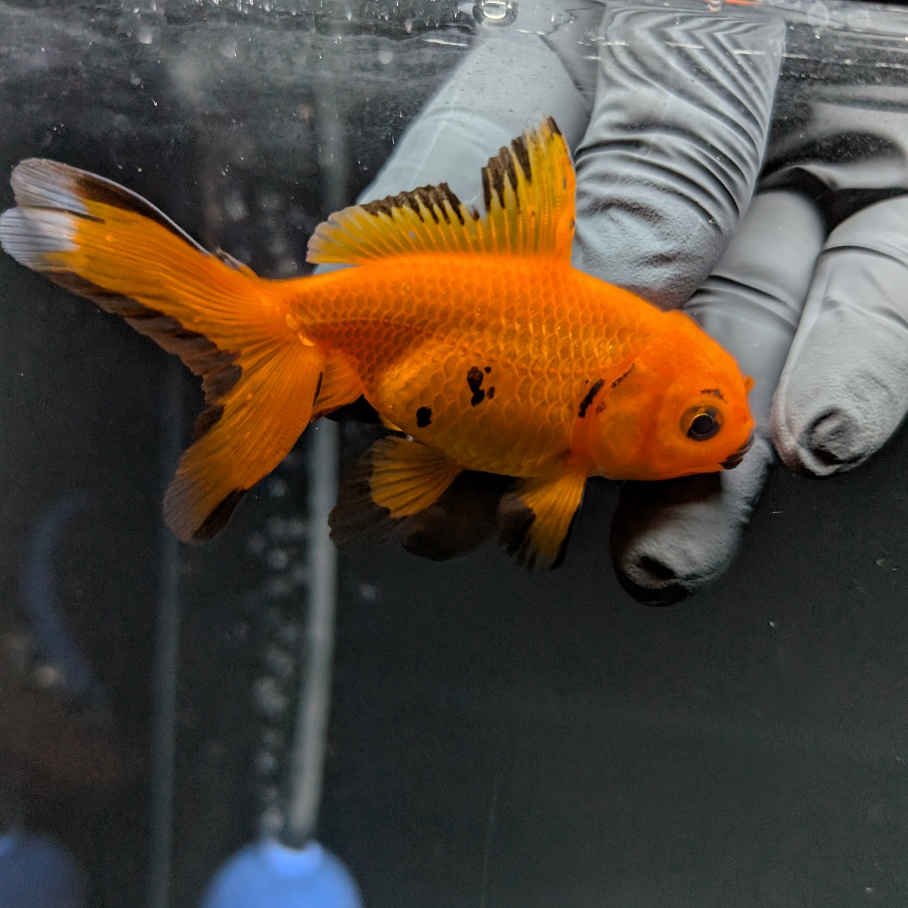 Juvenile Oranda Red Black 3"-3.5"in.  ID#515T2A-006