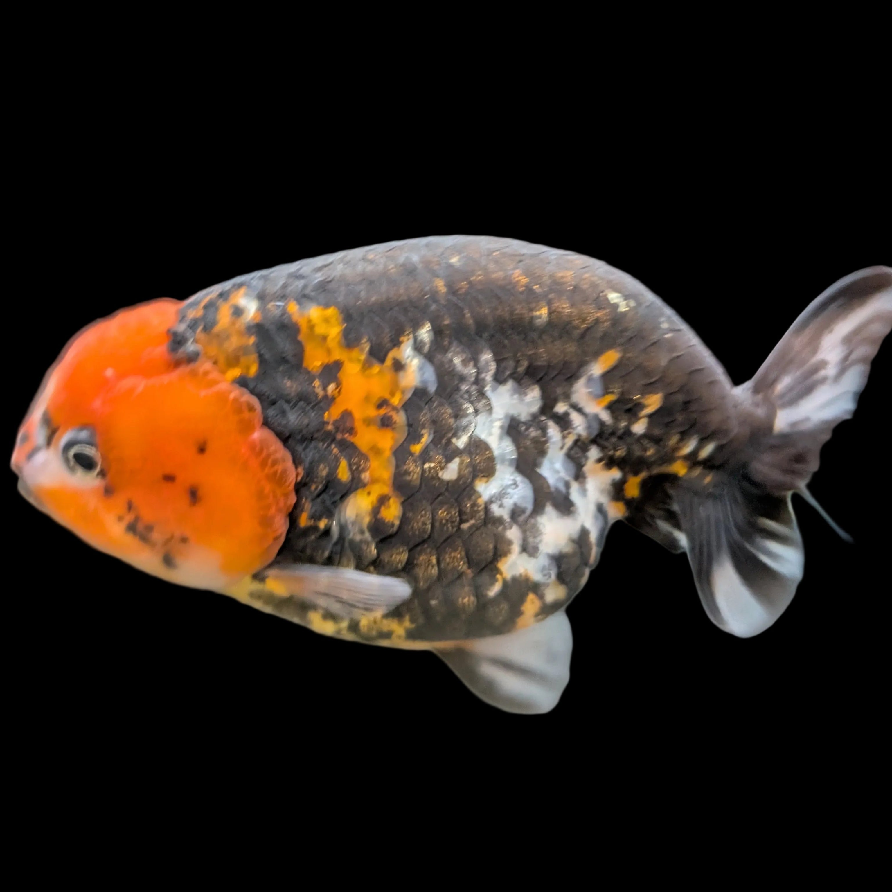 Jumbo Ranchu AA Grade *Special Color Calico 5" in. ID#116R4B-03