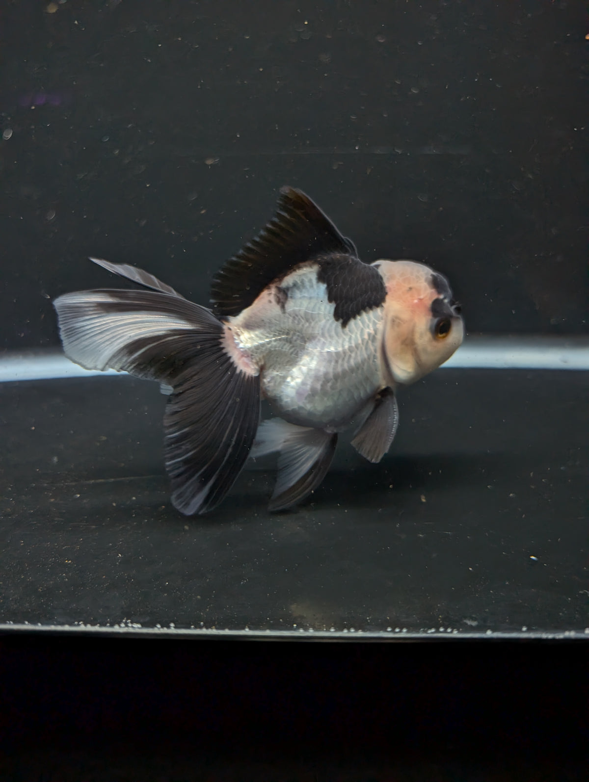 Thai Oranda Panda 4"-4.5"in.  ID#1016T1A-005