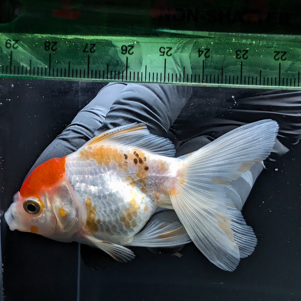 Thai Juvenile Oranda Red White 3"-3.5" in.  ID#724T1A-026