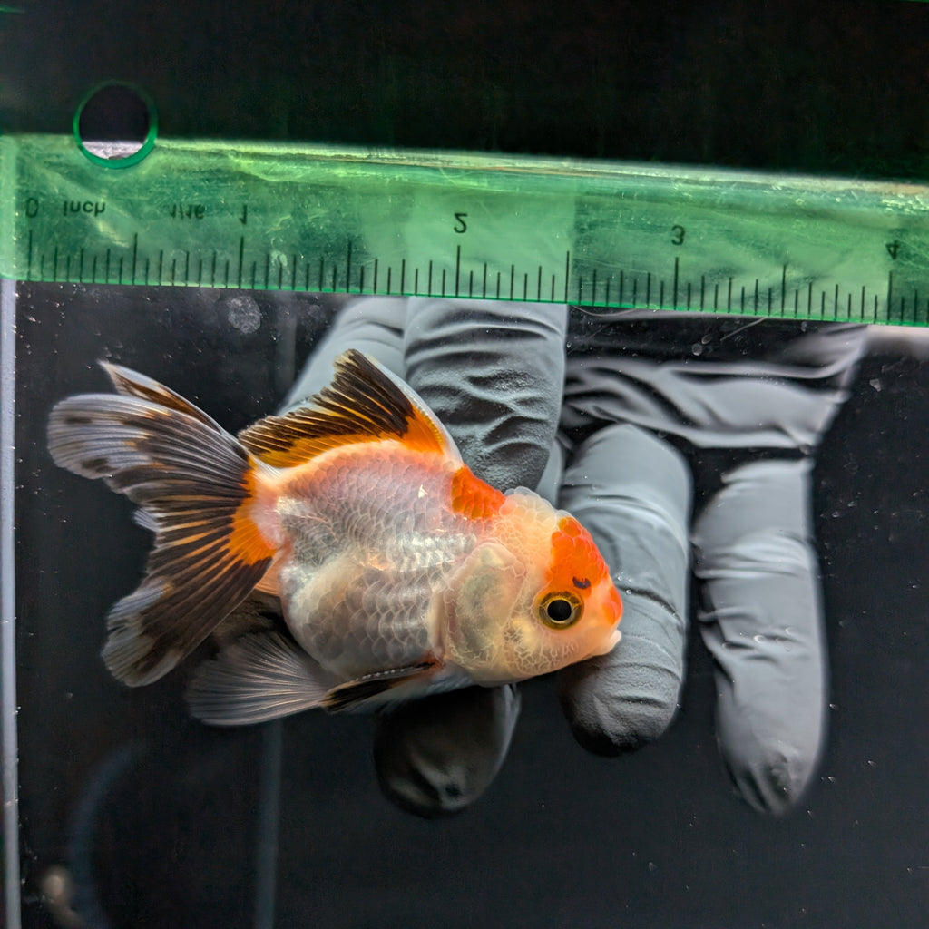 Thai Baby Oranda Tricolor 3"in.  ID#807T1A-004