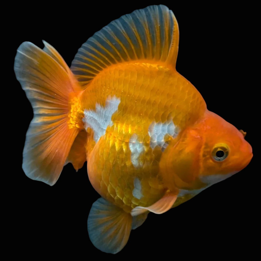 Jumbo Ryukin Short Tail Red White 4.5" in. ID#828STR5B-002
