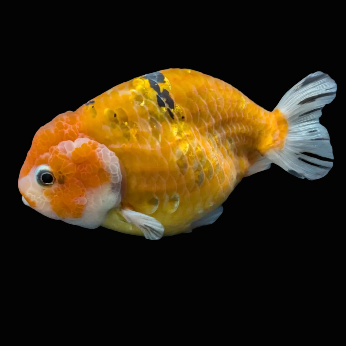 Jumbo Ranchu Calico 4.5"-5" in. ID#904R8A-002