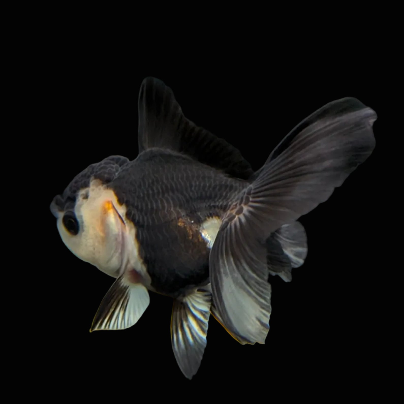 Thai Baby Oranda Panda 3"in.  ID#807T1A-003
