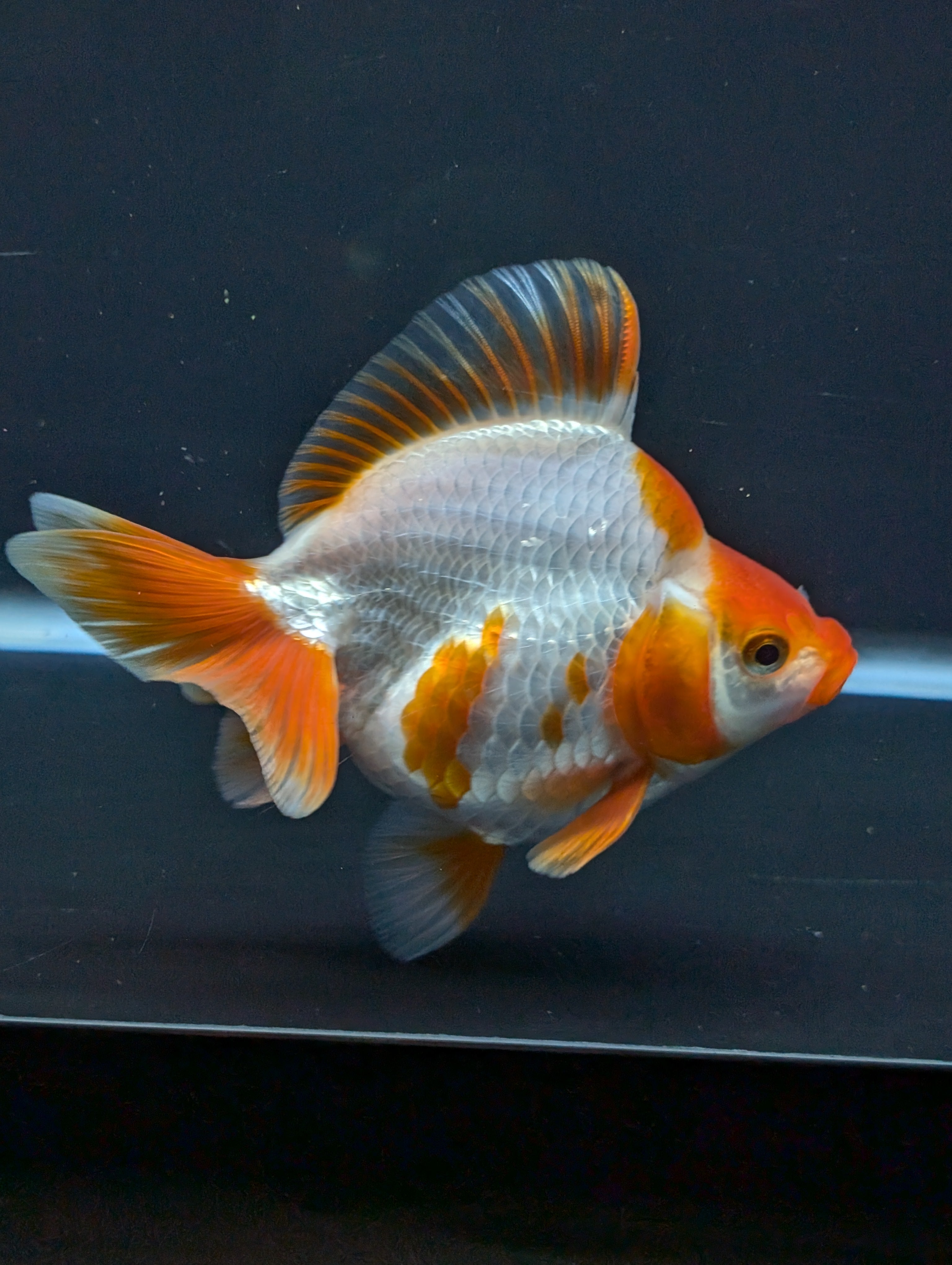 Jumbo Ryukin Short Tail Red White 4.5" in. ID#828STR5B-001