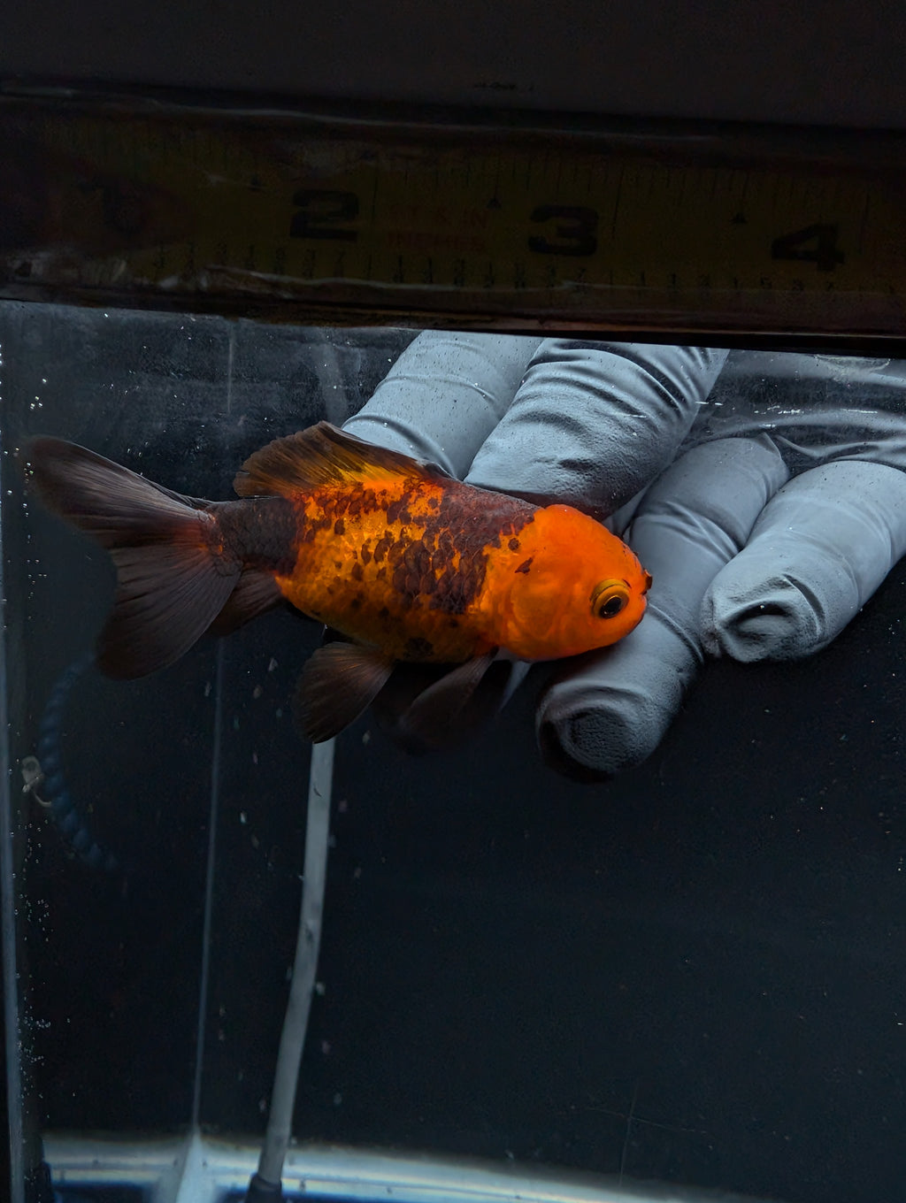 Juvenile Oranda Red Black 3"-3.5"in.  ID#529T1A-054